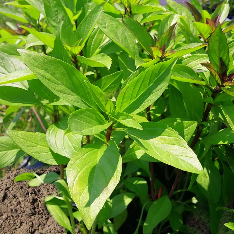 Basil Siam Queen Seed