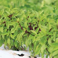 Basil Siam Queen Seed