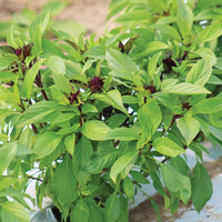 Basil Siam Queen Seed