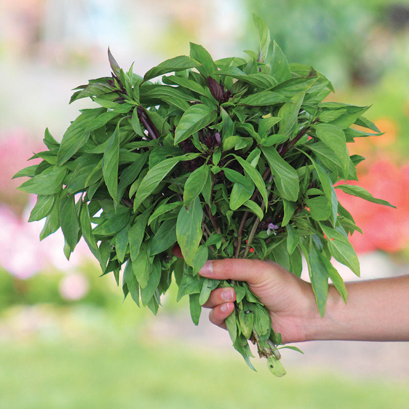 Basil Siam Queen Seed