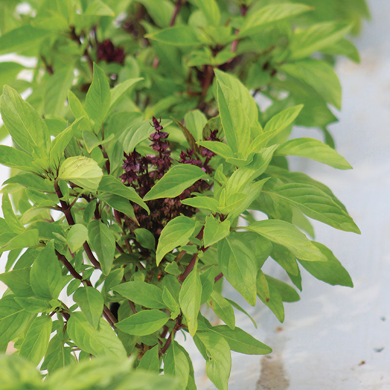 Basil Siam Queen Seed