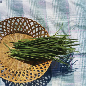 Chive Garlic Seed