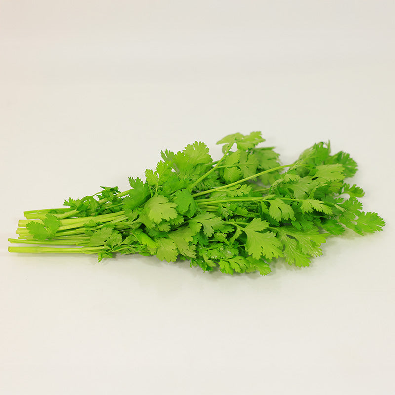 Cilantro Leisure Seed