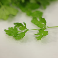 Cilantro Leisure Seed