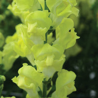 Snapdragon Rocket Golden Seed