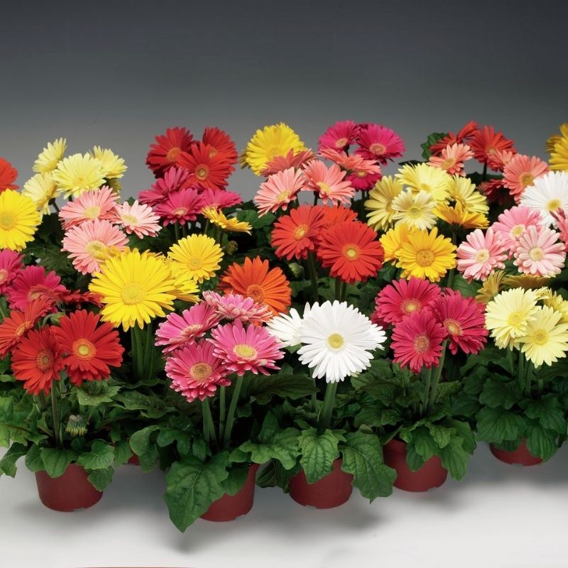 Gerbera Jaguar Mix F1 Seed