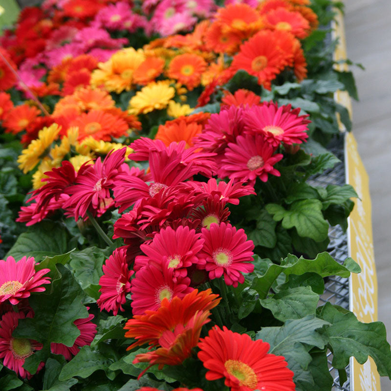 Gerbera Jaguar Mix F1 Seed