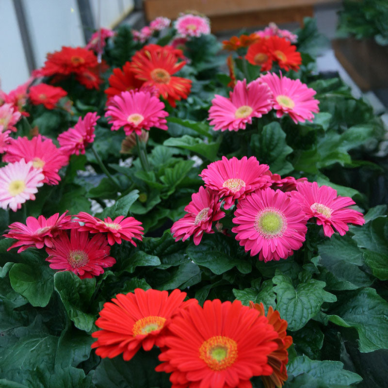 Gerbera Jaguar Mix F1 Seed