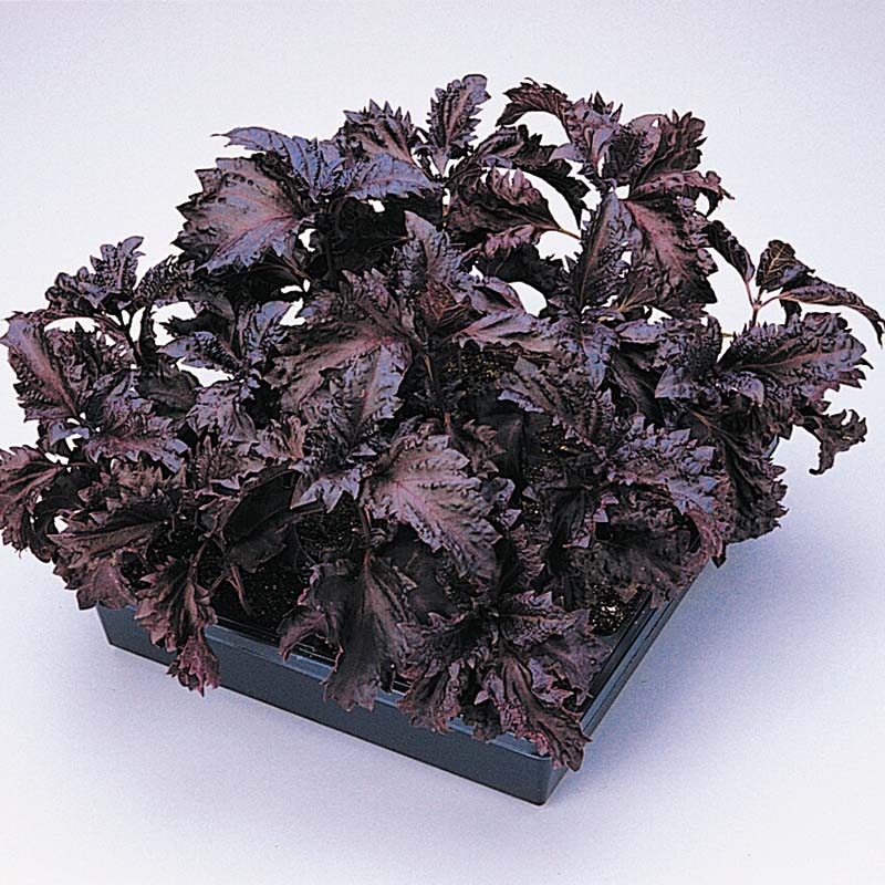 Basil Purple Ruffles Seed