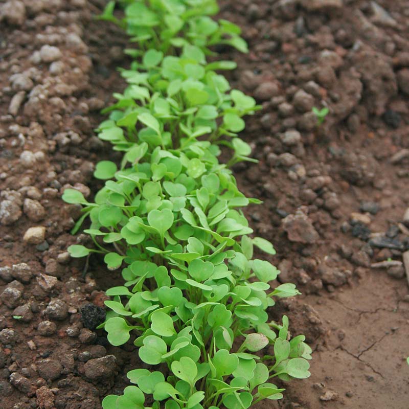 Arugula Astro Seed