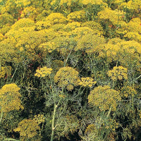 Dill Fernleaf Seed