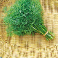 Dill Fernleaf Seed