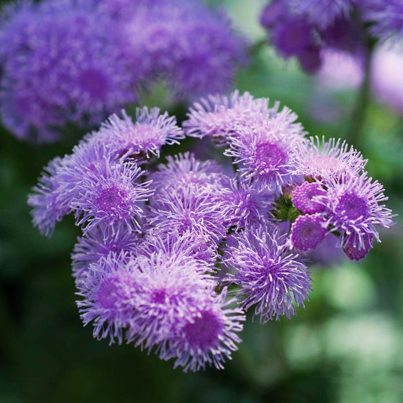 Ageratum Blue Horizon F1 Seed