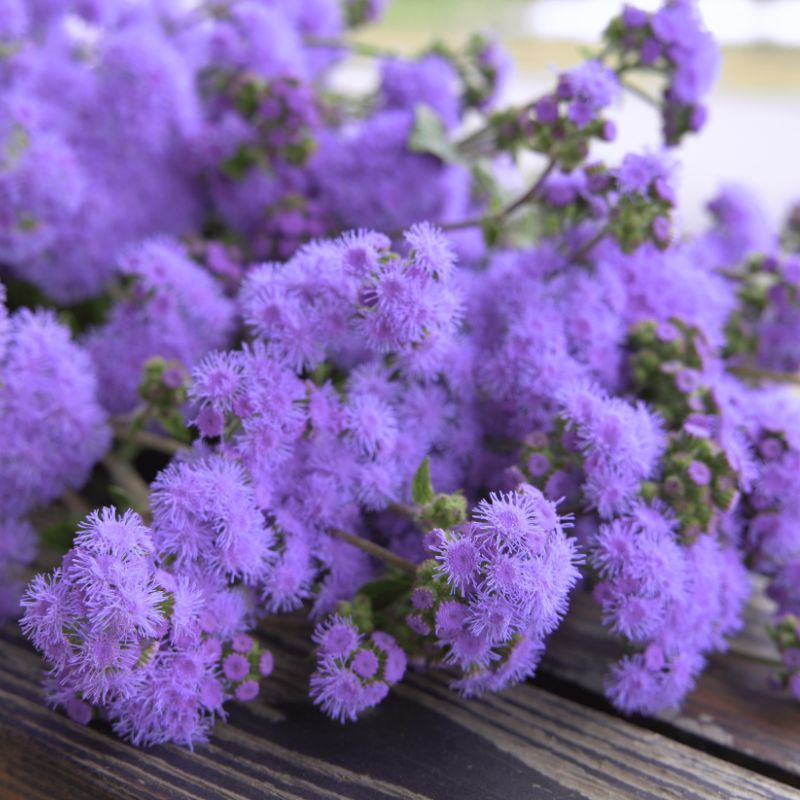 Ageratum Blue Horizon F1 Seed