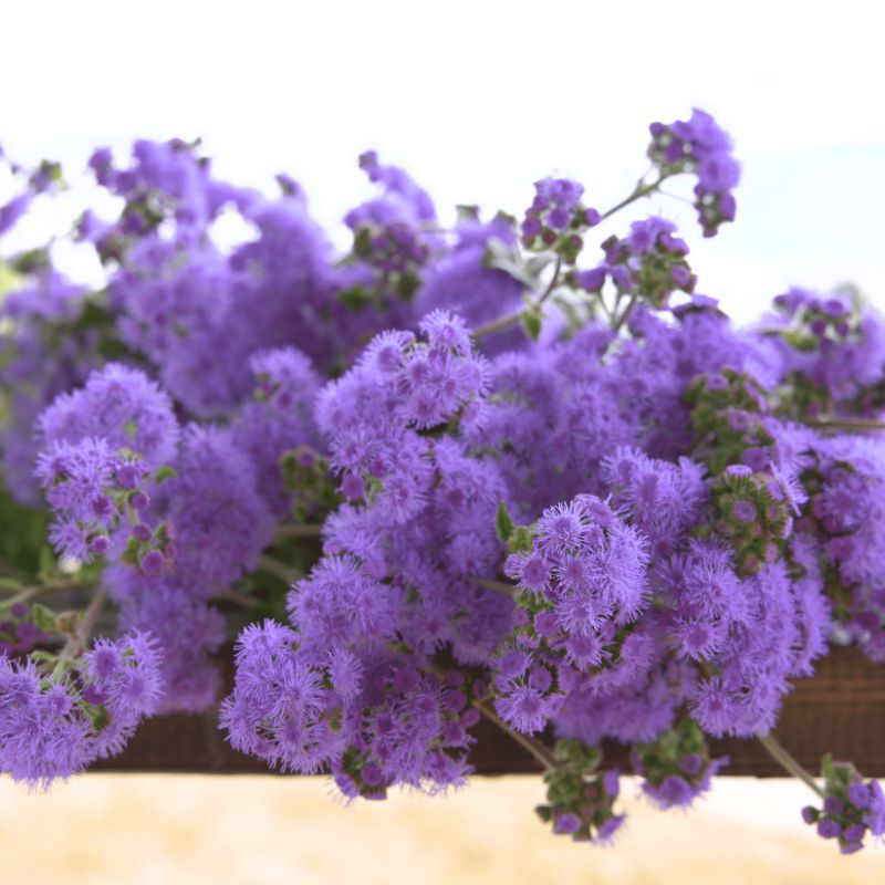 Ageratum Blue Horizon F1 Seed