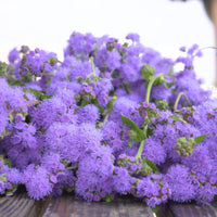 Ageratum Blue Horizon F1 Seed