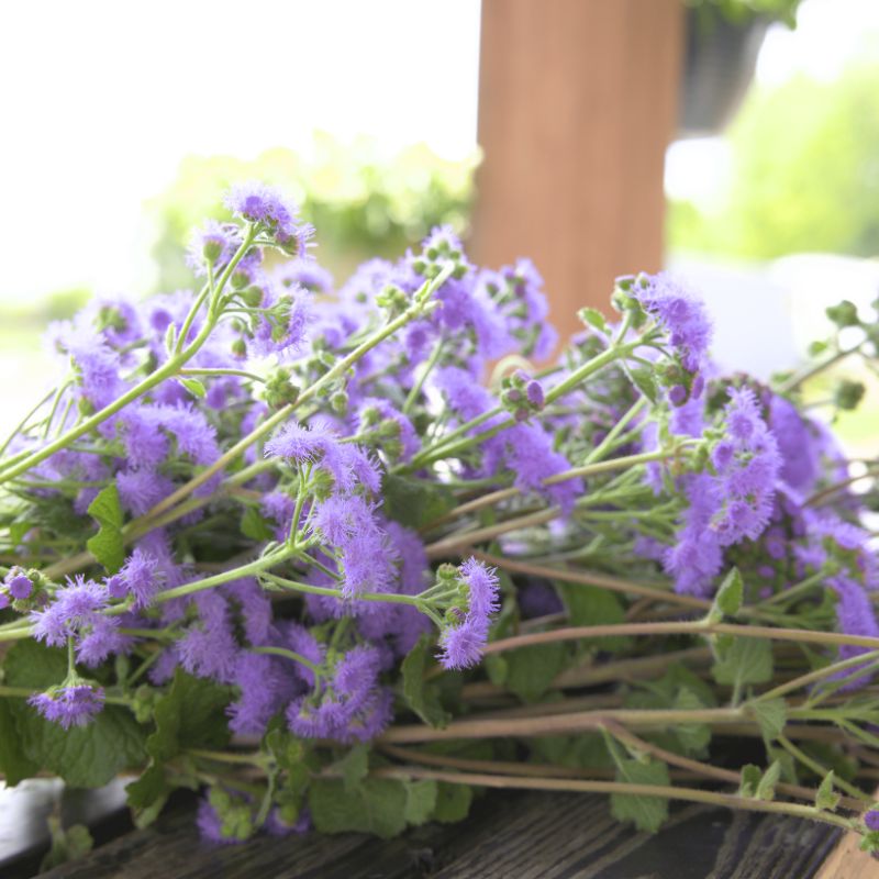 Ageratum Blue Horizon F1 Seed