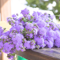 Ageratum Blue Horizon F1 Seed