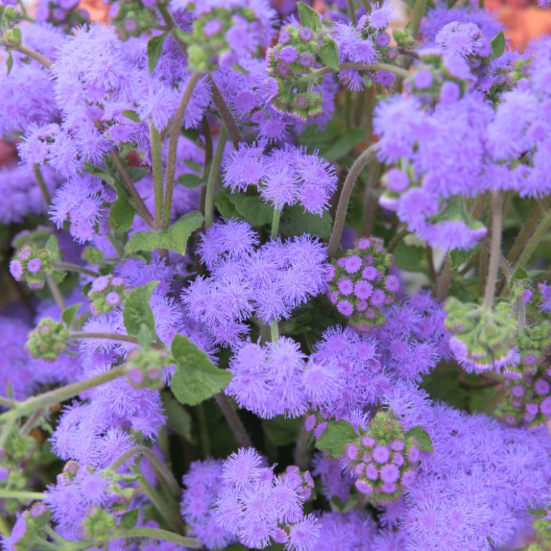 Ageratum Blue Horizon F1 Seed