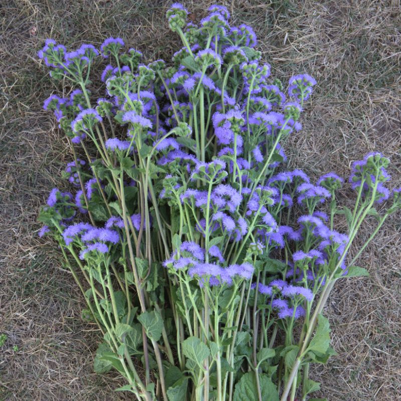 Ageratum Blue Horizon F1 Seed