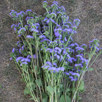 Ageratum Blue Horizon F1 Seed