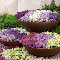 Alyssum Wonderland Mix Seed