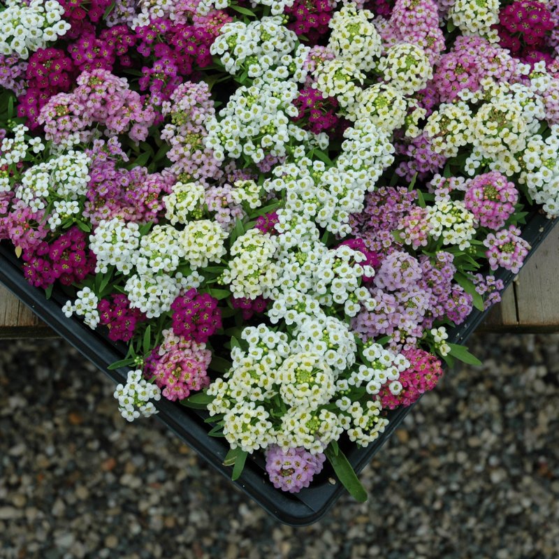 Alyssum Wonderland Mix Seed