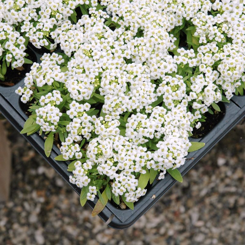 Alyssum Wonderland White Seed