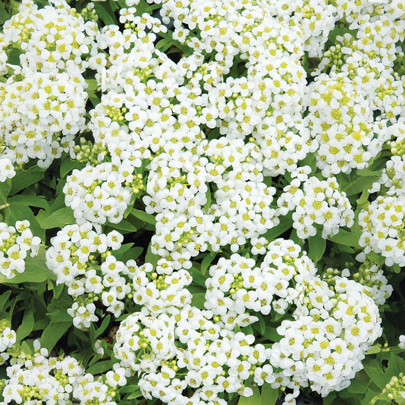 Alyssum Wonderland White Seed