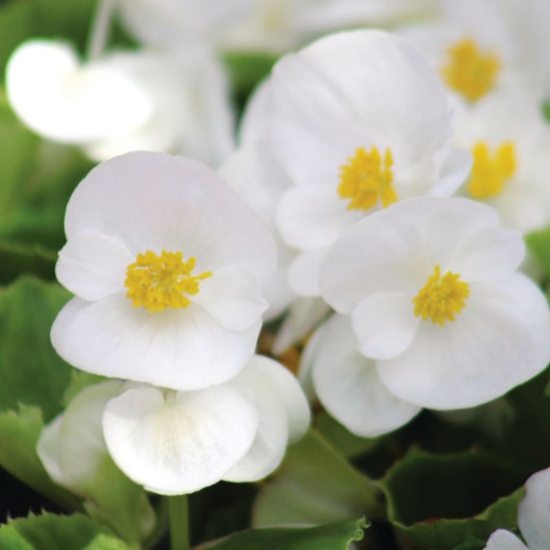 Begonia Super Olympia White F1 Seed