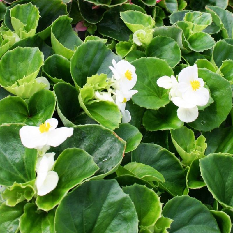 Begonia Super Olympia White F1 Seed