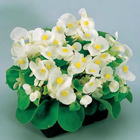 Begonia Super Olympia White F1 Seed