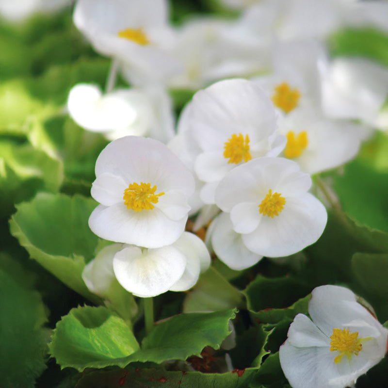 Begonia Super Olympia White F1 Seed