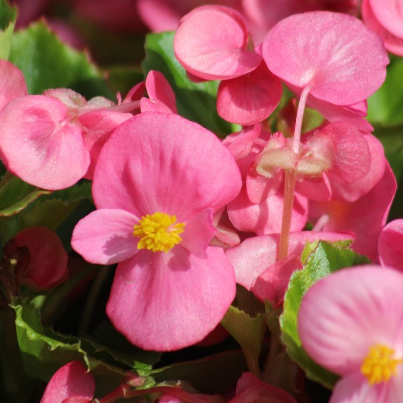 Begonia Super Olympia Pink F1 Seed