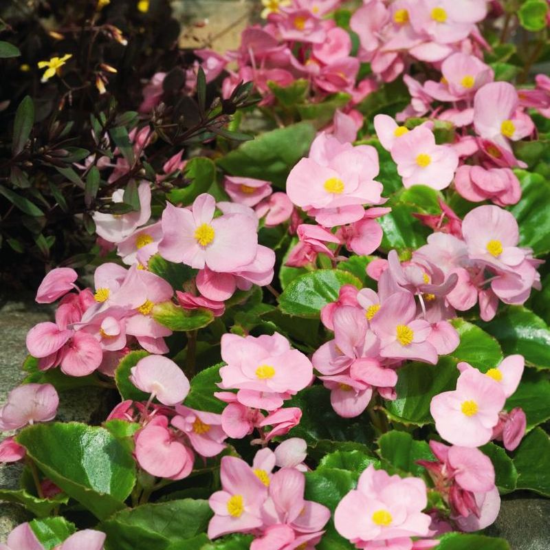 Begonia Super Olympia Pink F1 Seed