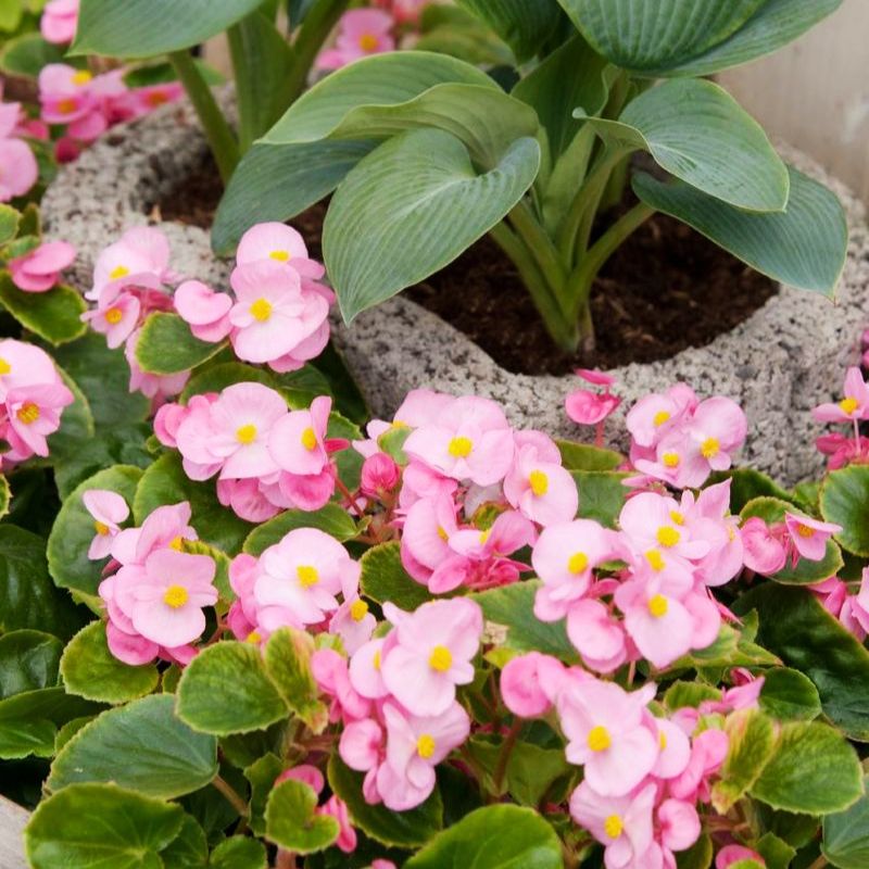 Begonia Super Olympia Pink F1 Seed