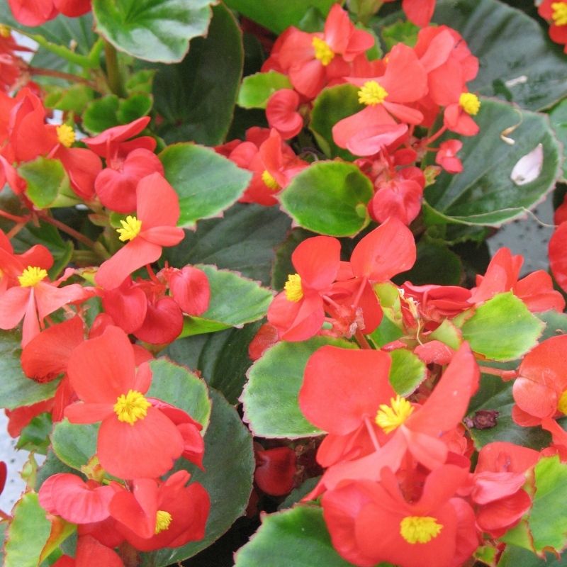 Begonia Ambassador Scarlet F1 Seed