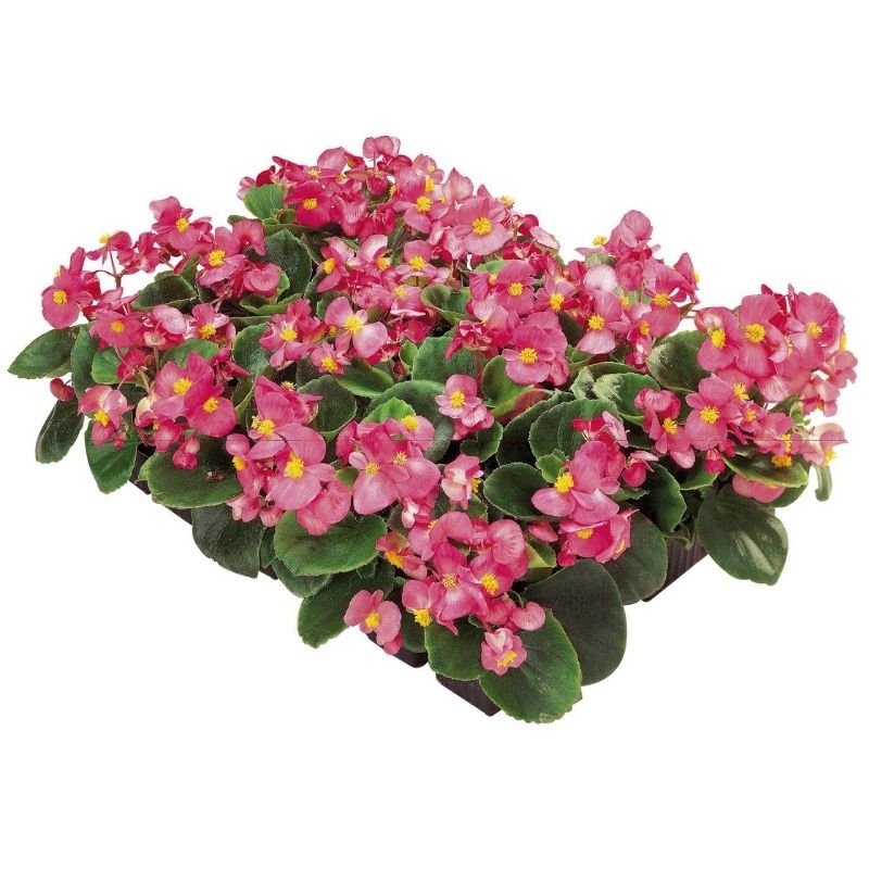 Begonia Ambassador Pink F1 Seed