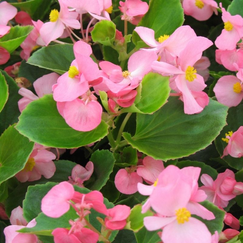 Begonia Ambassador Pink F1 Seed