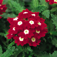 Verbena Obsession Spirit Mix Seed