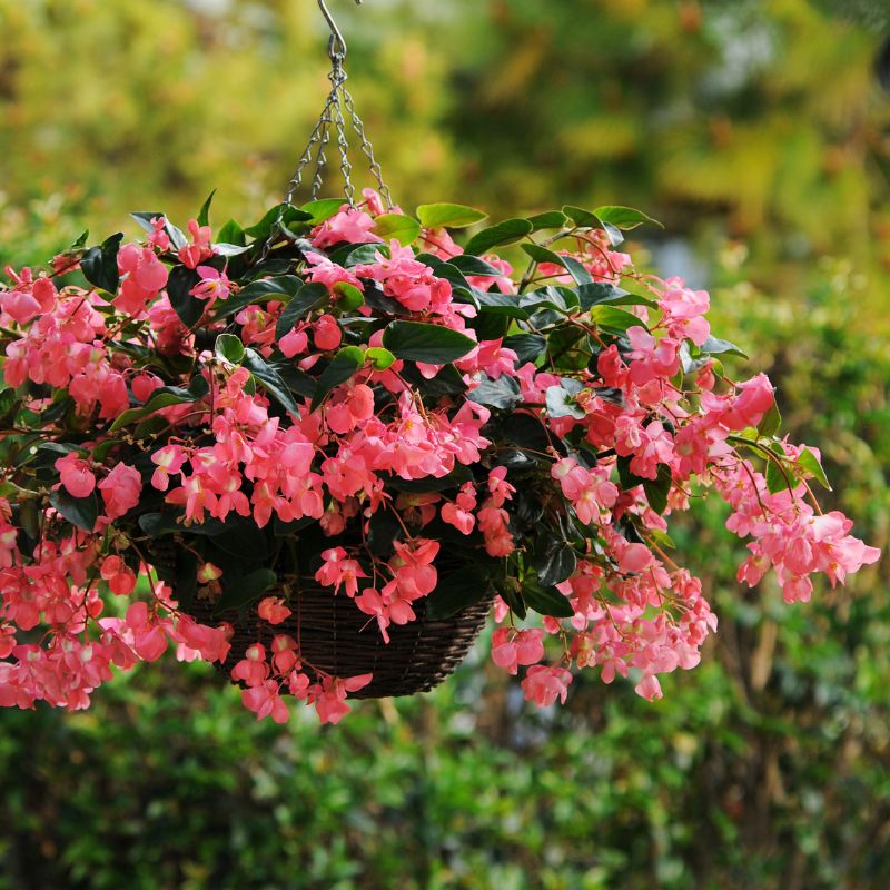 Begonia Dragon Wing Pink F1 Seed