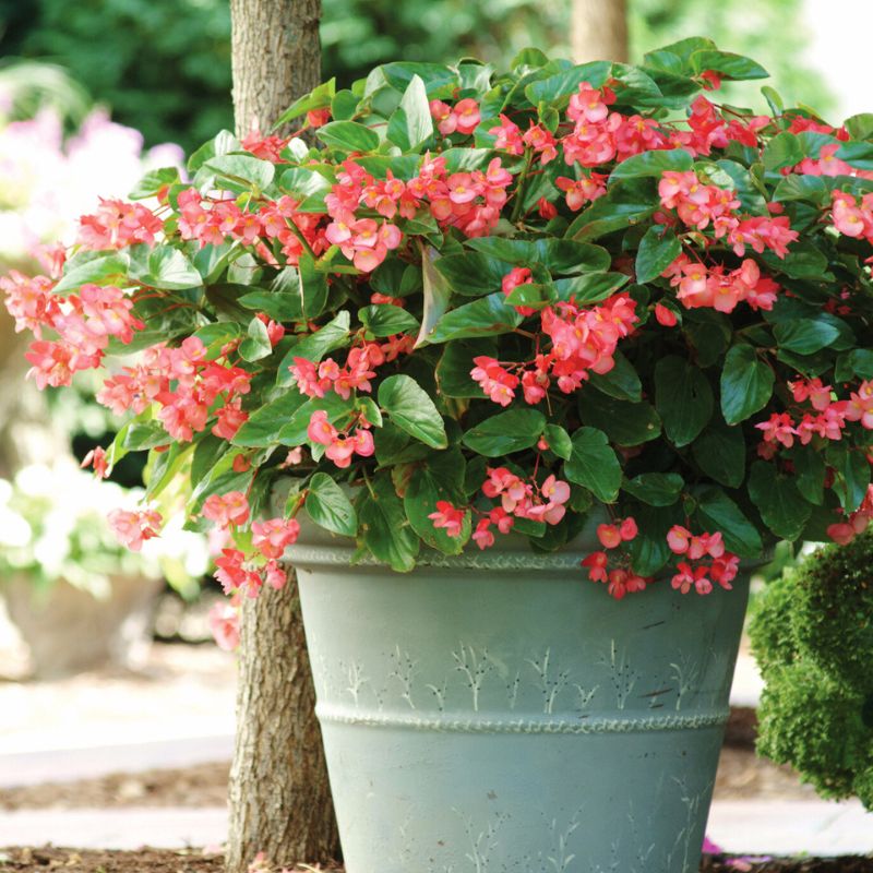 Begonia Dragon Wing Pink F1 Seed