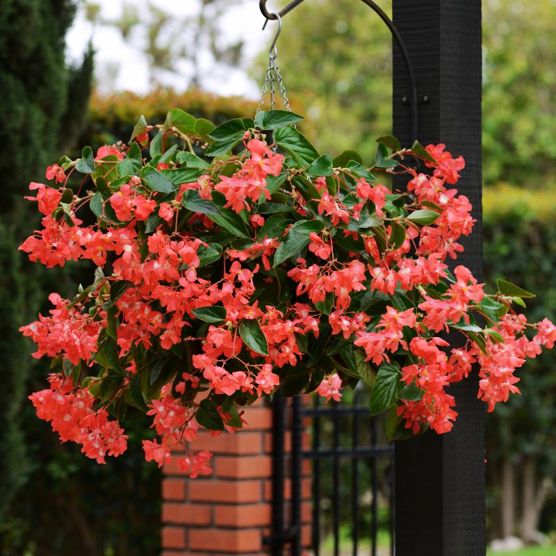 Begonia Dragon Wing Pink F1 Seed