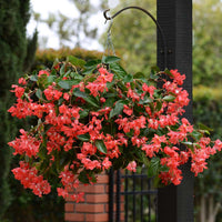 Begonia Dragon Wing Red F1 Seed