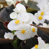 Begonia Cocktail Whiskey F1 Seed