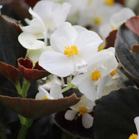 Begonia Cocktail Whiskey F1 Seed