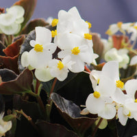 Begonia Cocktail Whiskey F1 Seed