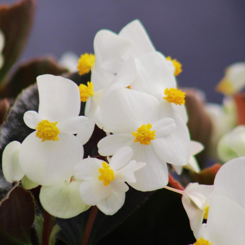 Begonia Cocktail Whiskey F1 Seed