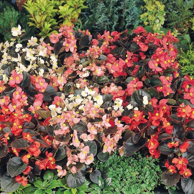 Begonia Cocktail Mix F1 Seed