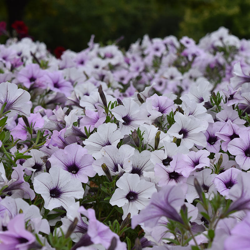 Petunia Tidal Wave Silver F1 Seed